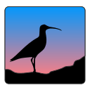 Curlew